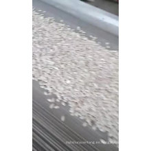 2019nueva semilla de calabaza blanca como la nieve con empresa china de buena calidad